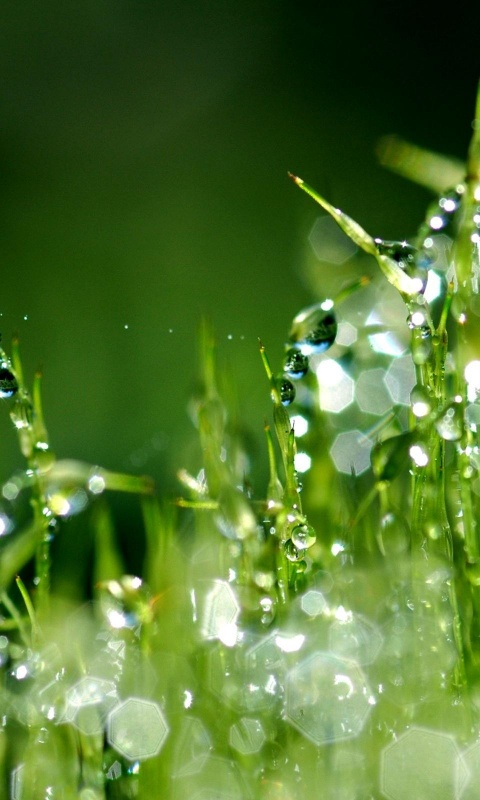 Бусинки росы обои