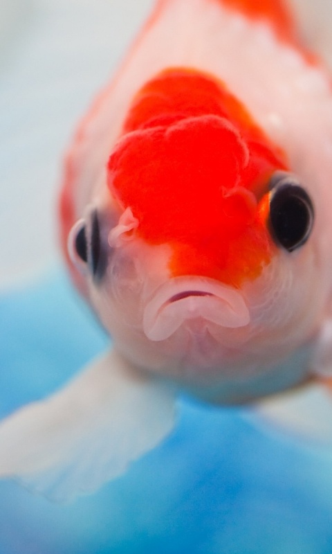 Аквариумная рыбка обои