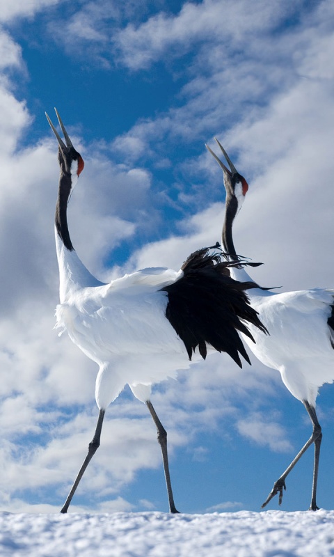 Журавли обои