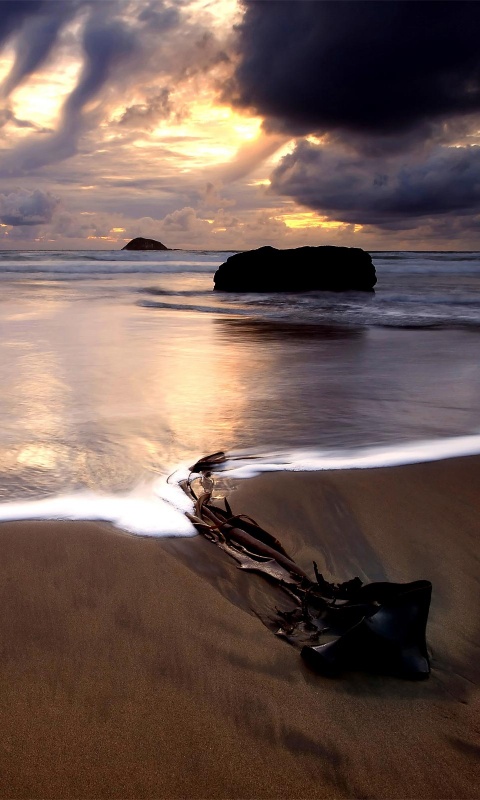 Коряга на пляже обои