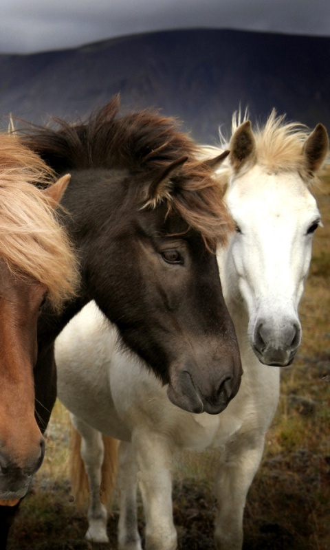 Мустанги обои