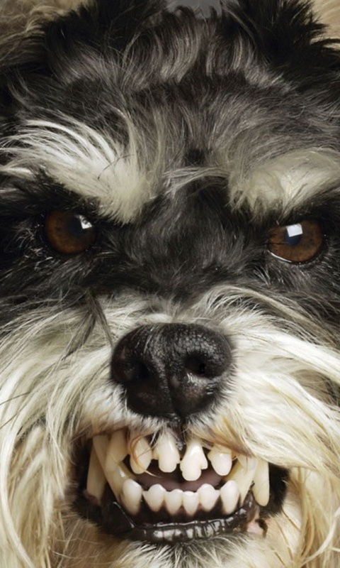 Терьер вне себя обои