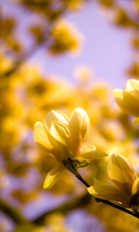 Желтые цветы распустились обои