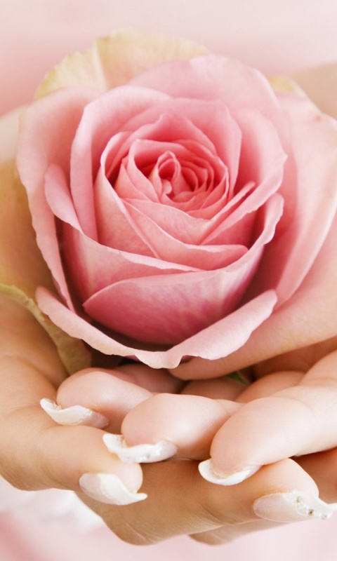 Роза в женских руках обои