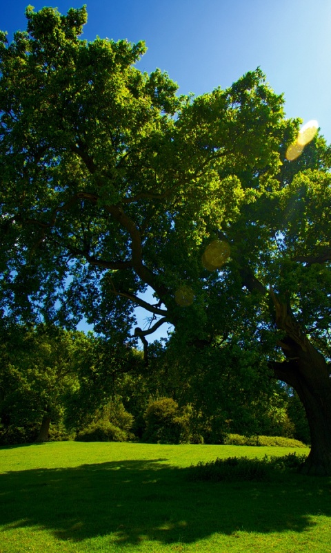 Большое зеленое дерево на лужайке обои