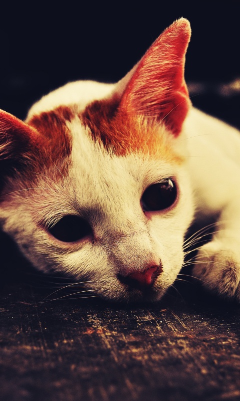 Белый кот на черном полу обои