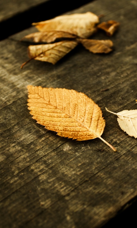 Опавшая листва обои