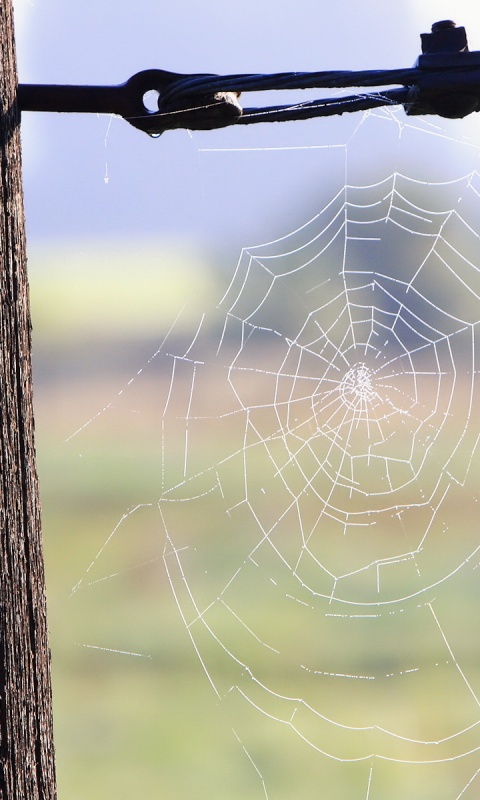 Паутина 51 обои