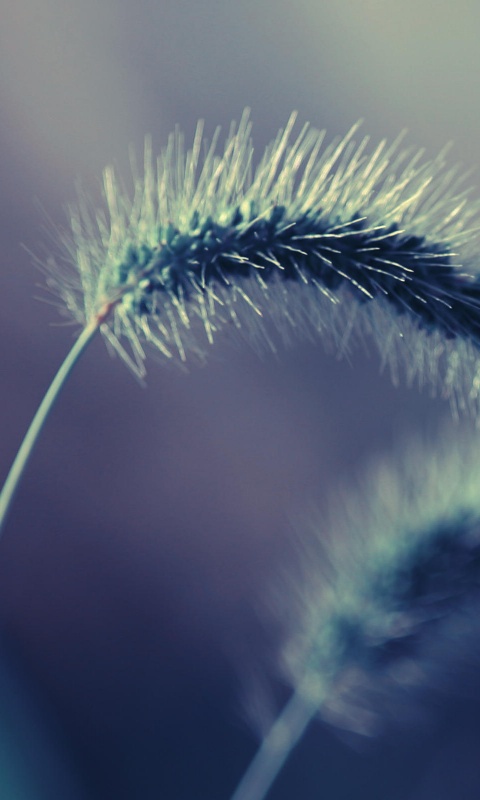 Травинка обои