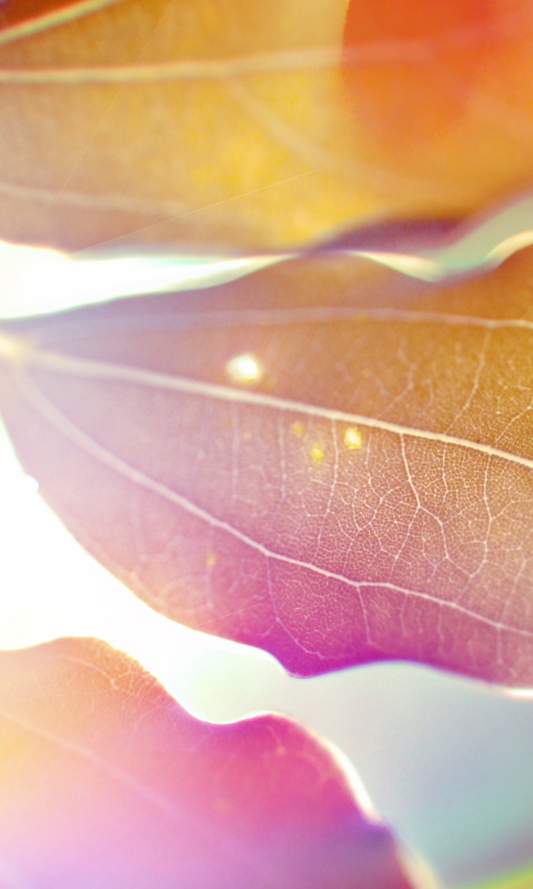 Радужные листья обои