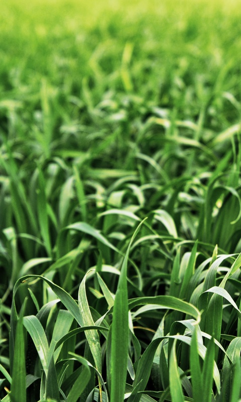 Высокая трава обои