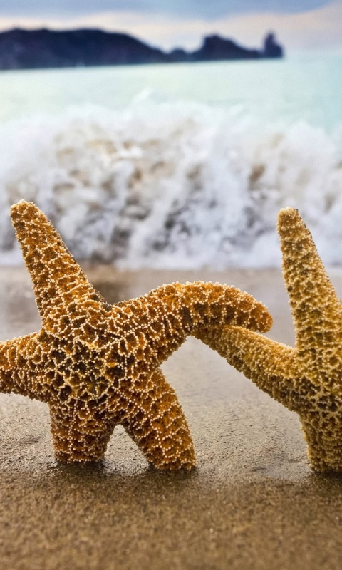 Две морские звезды обои