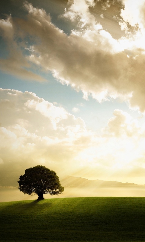 Холм и дерево обои