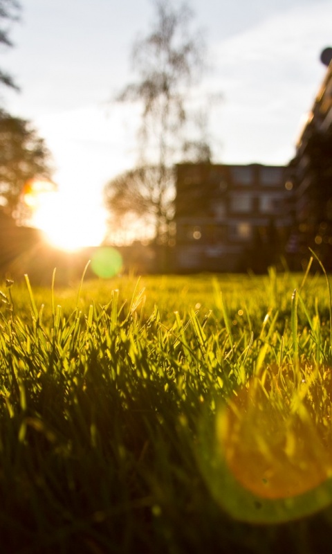 Трава во дворе обои