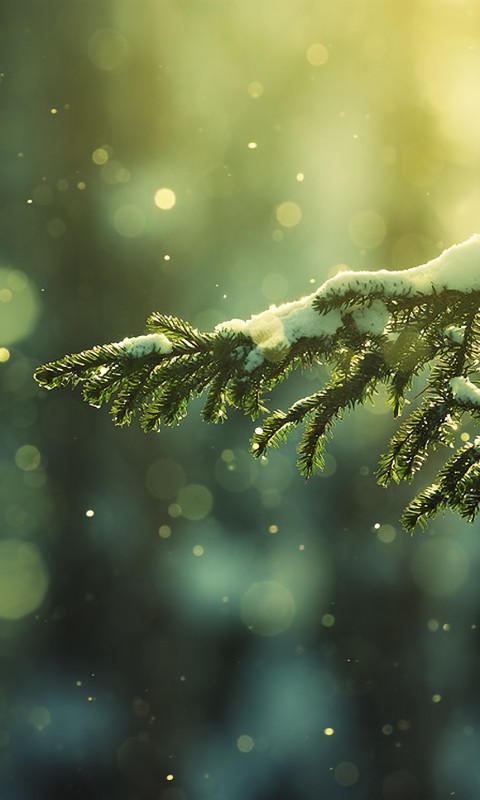 Еловая лапа обои