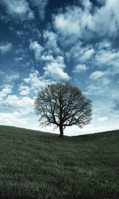 Холм одинокого дуба обои