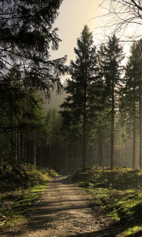 Лесная дорога обои