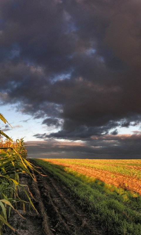 Кукурузное поле обои