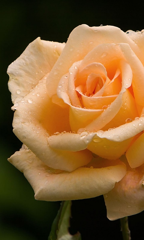 Белая роза обои