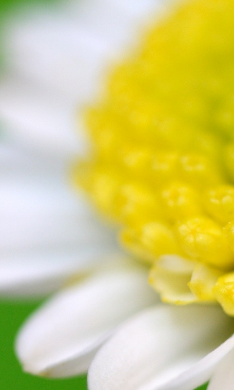 Хризантема обои