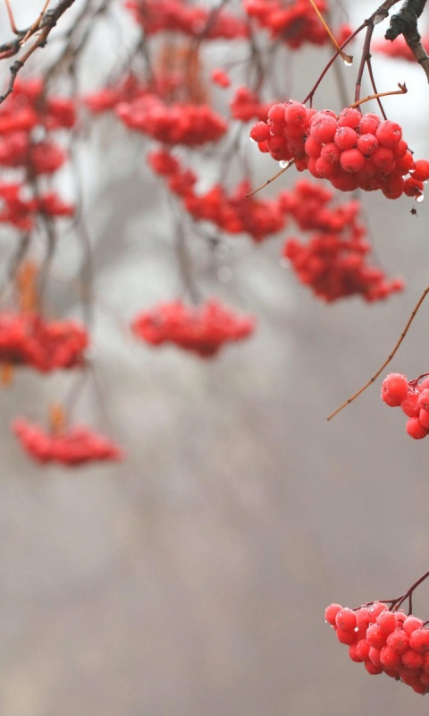 Ветки рябины обои