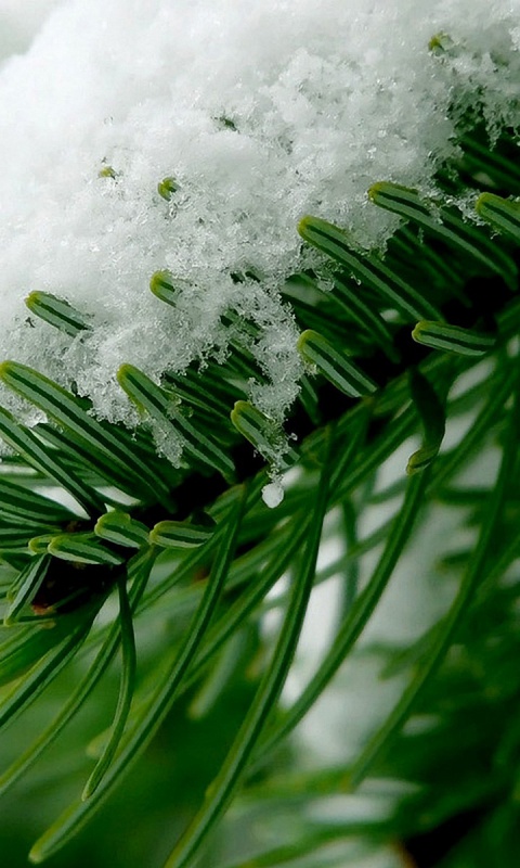 Хвойная ветка вся в снегу обои