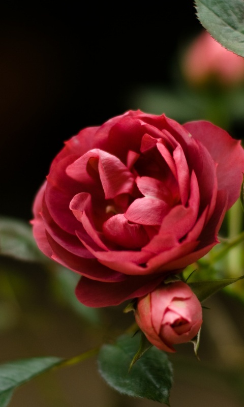 Шиповник обои