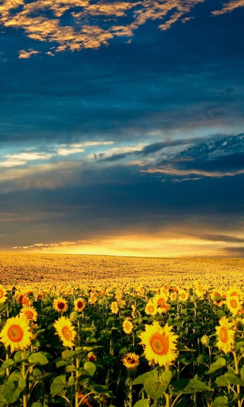 Целое поле подсолнухов обои