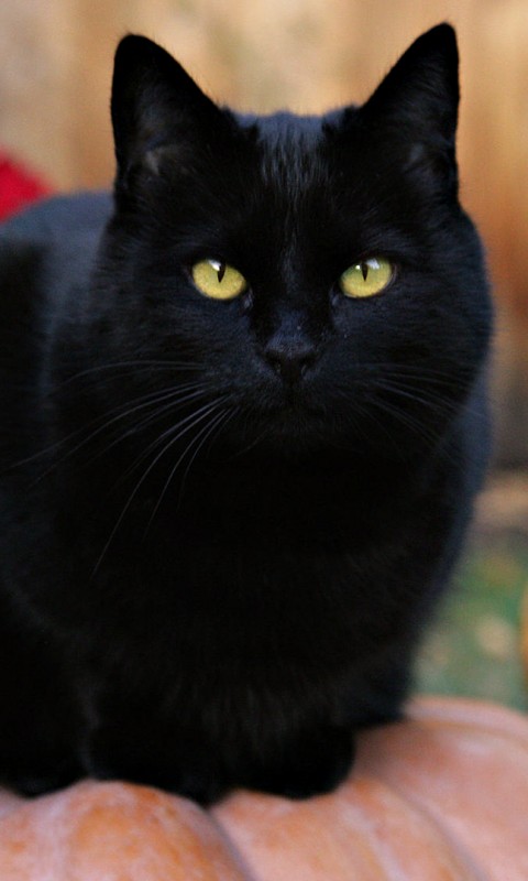 Чёрный кот на тыкве обои