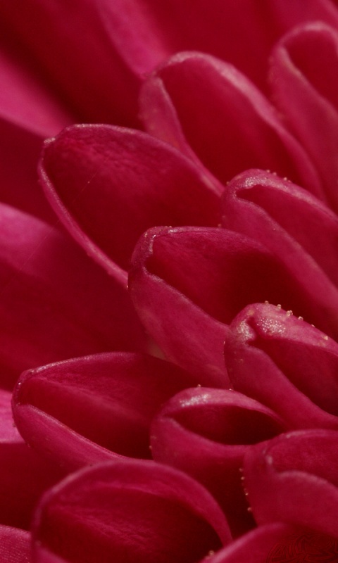 Лепестки хризантемы обои