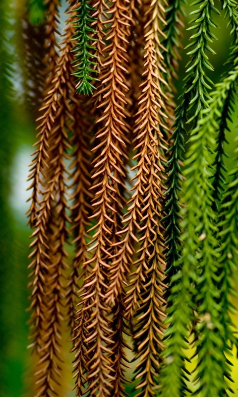 Зеленые колючки обои