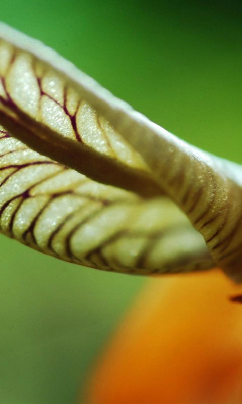 Сетчатый лист обои