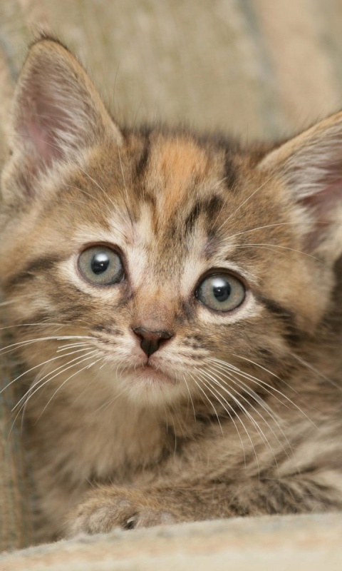 Милый маленький котенок обои