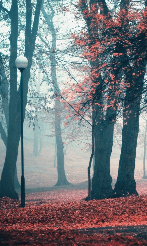 Парк красных листьев обои