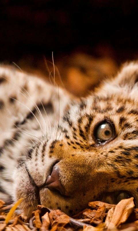Гепард котенок обои