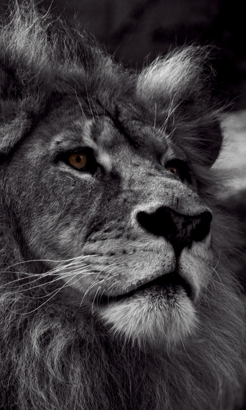 Гордый черно-белый лев обои