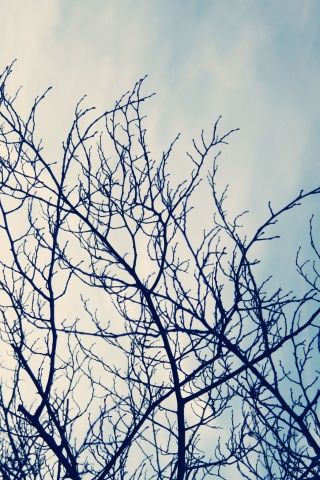 Ветвистое дерево обои