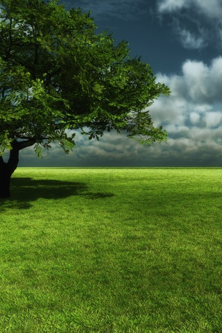 Зеленое поле обои