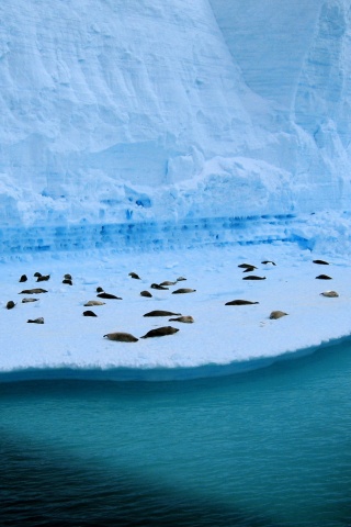 Спящие тюлени обои