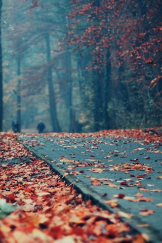 Осенняя дорога обои