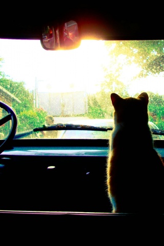 Кот навигатор обои