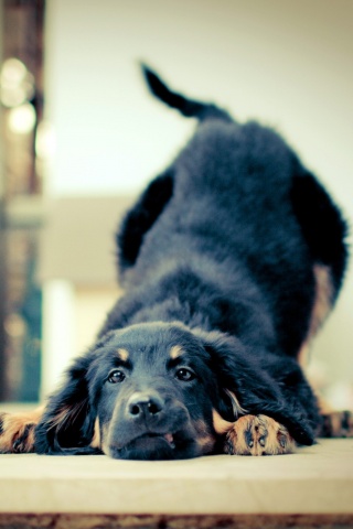 Игривый пес обои