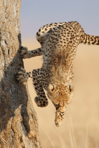 Скалолаз обои