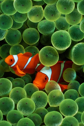 Рыбка клоун стандартные обои iPhone обои