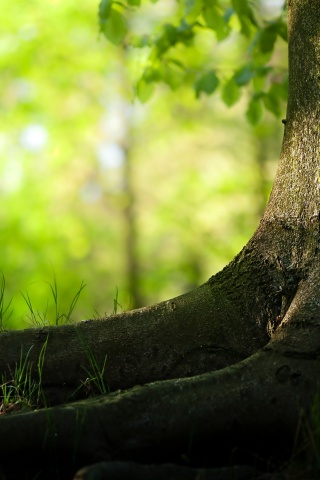 Корни дерева обои