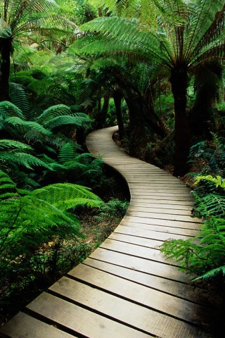 Дорожка в зарослях обои