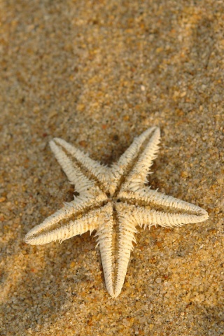 Морская звезда на песке обои