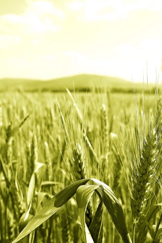 В полях обои