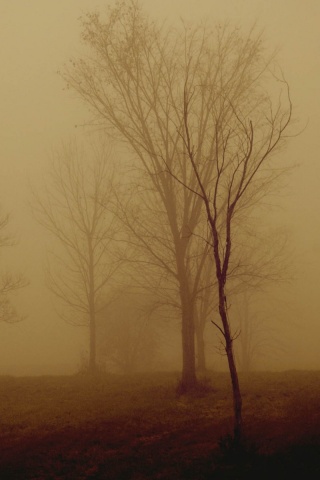 Деревья в тумане обои