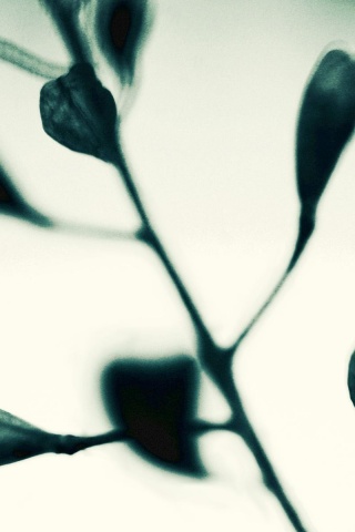 Усыхающие листья обои